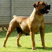 BOERBOEL