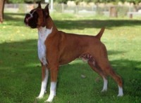 BOXER
