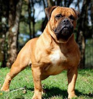 BULDOGUE SERRANO