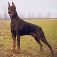 DOBERMANN