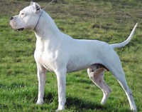 DOGO ARGENTINO