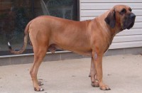 FILA BRASILEIRO