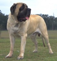 MASTIFF