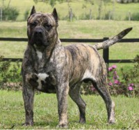 DOGO CANARIO