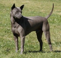 THAI RIDGEBACK