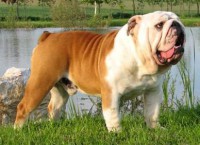 BULLDOG INGLES