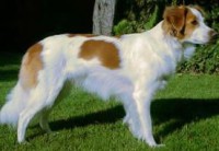 KROMFOHRLANDER