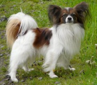 PAPILLON