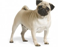 PUG
