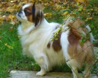 SPANIEL TIBETANO