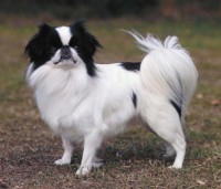 SPANIEL JAPONES