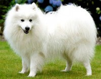 SPITZ JAPONES