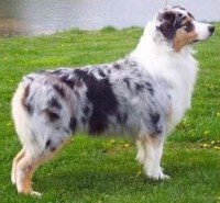 AUSTRALIAN SHEPHERD