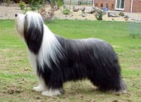 BEARDED COLLIE