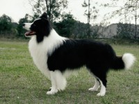 BORDER COLLIE