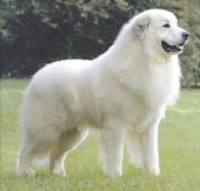 CÃO DA MONTANHA DOS PIRINEUS