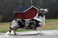 WELSH CORGI GARDIGAN