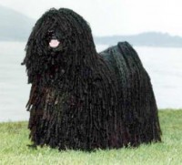 PULI