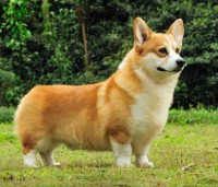WELSH CORGI PEMBROKE