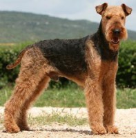 AIREDALE TERRIER