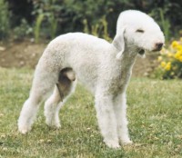 BEDLINGTON TERRIER