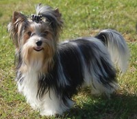 BIEWER TERRIER