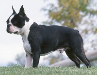 BOSTON TERRIER