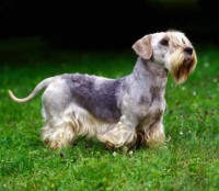 CESKY TERRIER