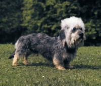 DANDIE DINMONT TERRIER
