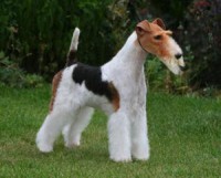 FOX TERRIER PELO DURO
