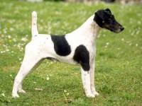 FOX TERRIER PELO LISO