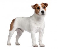 JACK RUSSEL TERRIER