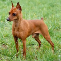PINSCHER MINIATURA