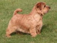 NORFOLK TERRIER