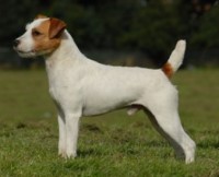 PARSON RUSSEL TERRIER