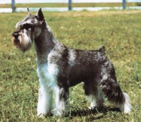 SCHNAUZER