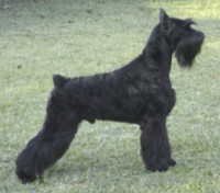 SCHNAUZER GIGANTE