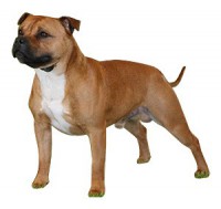 STAFFORDSHIRE BULL TERRIER