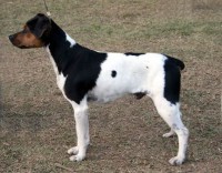 TERRIER BRASILEIRO
