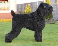 TERRIER PRETO DA RUSSIA