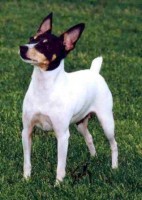 TOY FOX TERRIER
