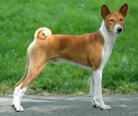 BASENJI