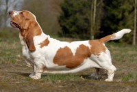 BASSET HOUND