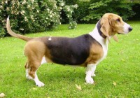 BASSET ARTESIANO NORMANDO