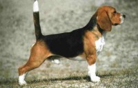 BEAGLE