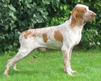 BRACO ITALIANO