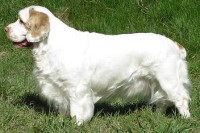 CLUBER SPANIEL