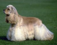 COCKER SPANIEL AMERICANO