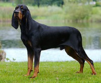 COONHOUND PRETO E CASTANHO