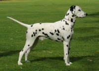DALMATA